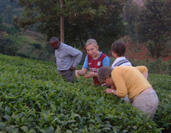 Julius Wanyoike showing us tea growing