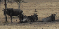 Wilderbeest in the Maasai Mara Reserve