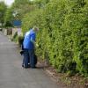 One of our volunteers removes embedded rubbish from the hedgerows.